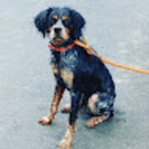 Meet your Posher, Annalyse